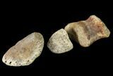 Composite Hadrosaur Finger - Alberta (Disposition #-) #100762-3